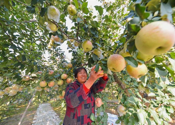 Farmers Usher in Harvesting Sea