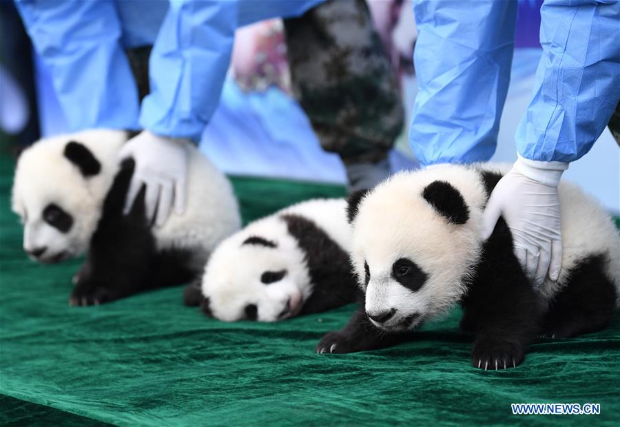 Panda Cubs Meet Public in Xi'an